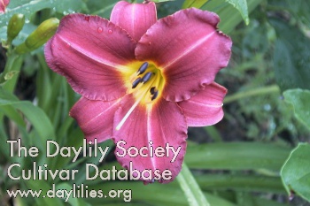 Daylily Trixie Delight